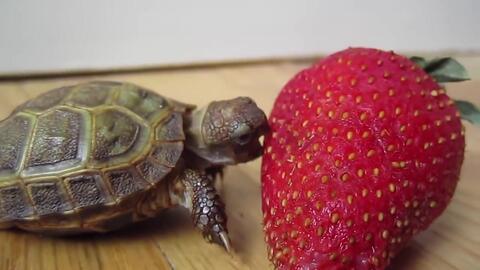 小乌龟视频,小乌龟的奇妙冒险之旅